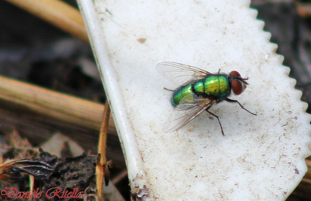 Richiesta identificazione mosca!!!